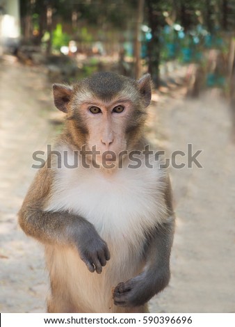 Monkeys are cute and handsome