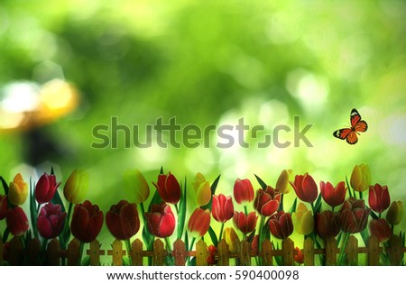 Two butterfly on purple tulip