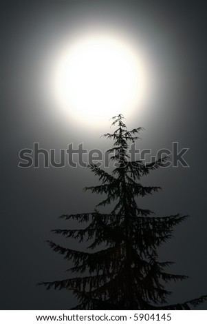 Pine tree and large moon