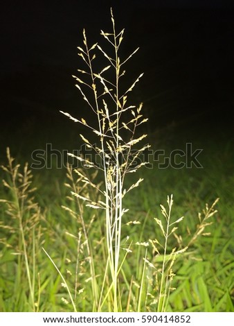 Nighty grass