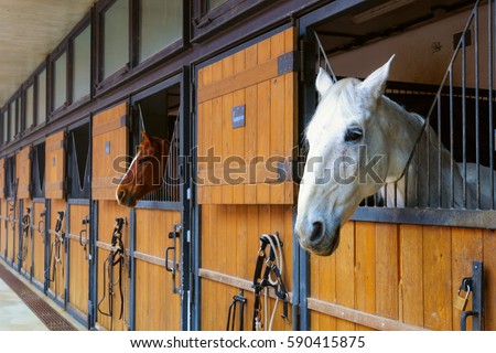 Horses in stable Royalty-Free Stock Photo #590415875