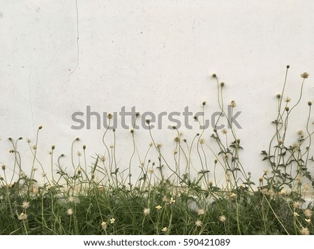 Background textured surface cement walls have little flowers