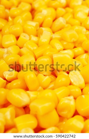 Corn texture. Yellow corns as background. Corn vegetable pattern. 
Background of bulk of yellow corn grains. Shiny corns.

