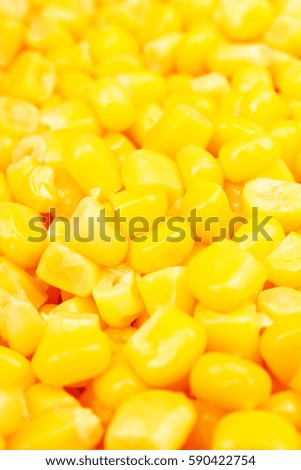 Corn texture. Yellow corns as background. Corn vegetable pattern. 
Background of bulk of yellow corn grains. Shiny corns.

