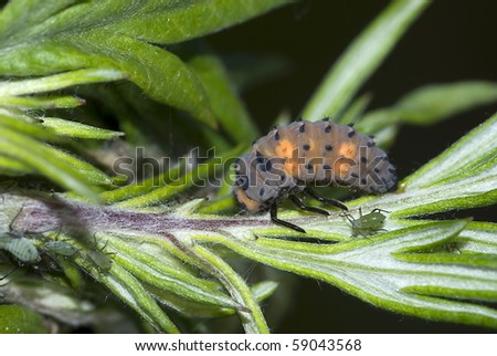 nymph of the Asian lady beetle eating an aphid