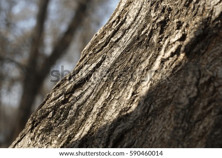 Old bark tree texture background, closeup, abstract rough surface