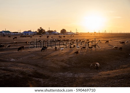 a flock of sheep at sunset