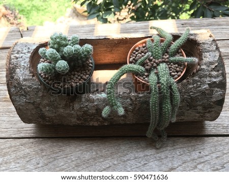 Mini heart cactus on the wood 