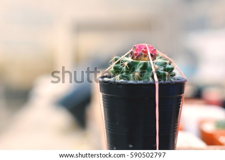 Little beautiful cactus  purple background ,selective and soft focus hipster tone