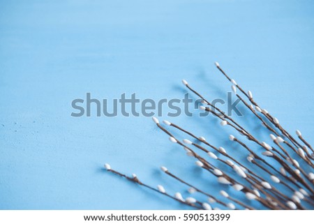 pussy willow twigs on blue wood background