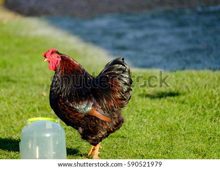 Young adult male Rooster shown in a domestic garden next to a chicken drinker as seen on a frosty morning in winter.