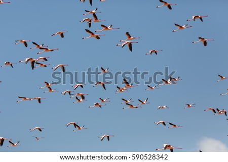 It is picture of flying wild birds flamingos. Kenya. Africa. Nakuru National Park. Lake Bogoria National Reserve. An excellent illustration.