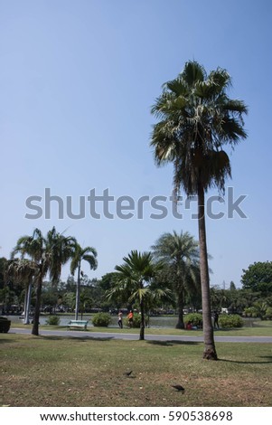 palm tree in the city park 