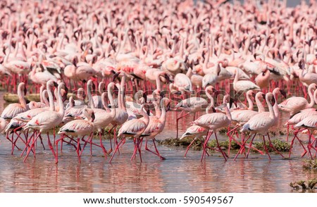 It is picture of flock wild birds flamingos. Kenya. Africa. Nakuru National Park. Lake Bogoria National Reserve. An excellent illustration.