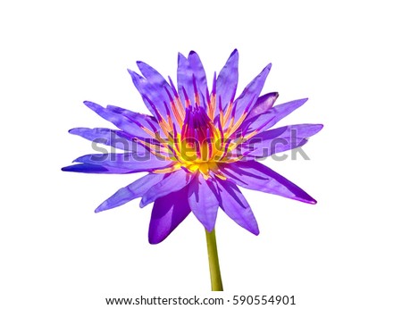 blue lotus isolate white background