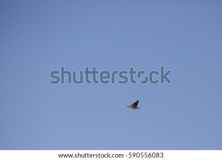 A cormorant in flight high in the air
