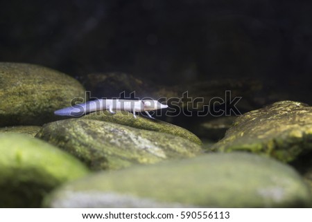 Close up of a blind Texas salamander crawling along rocks