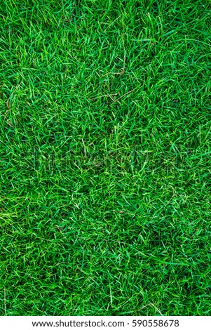 Real green grass natural background texture. fresh spring green grass.