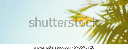 abstract blur coconut leaves with empty copyspace soft blue sky background banner