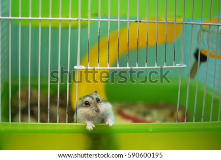 A hamster in a cage. Djungarian hamster.