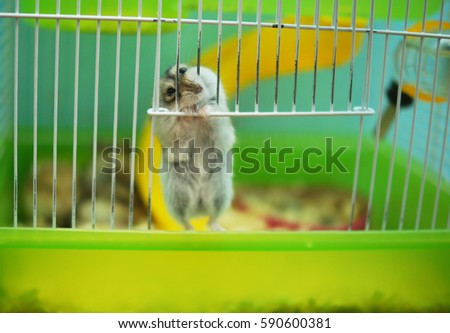A hamster in a cage. Hamster chewing on the cage.