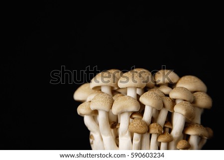 CIRCA 2007: Dried mushrooms against black background, still life