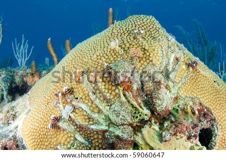 Great Star Coral with Christmas Tree Worm holes, picture taken in Broward County, Florida