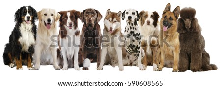 Group of different large dog breeds isolated on white