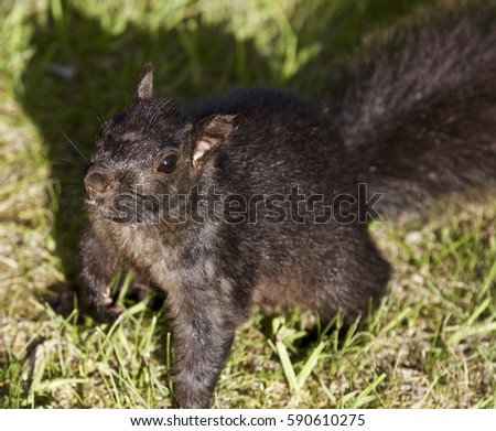 Beautiful isolated photo of a black squirrel