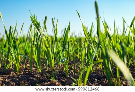 Young sprouts of wheat, closeup view. Royalty-Free Stock Photo #590612468