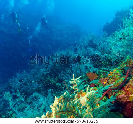 Underwater scene with three scuba divers on a background of a coral reef, Cuban diving