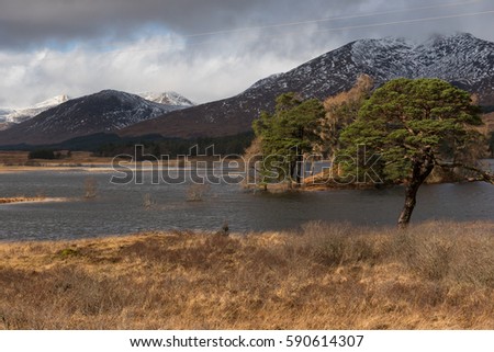 A group of trees stand by the Loch Tulla in the Glen Orchy (Bridge of Orchy, Argyll and Bute, Scottish Highlands, UK), where snowy mountains can be seen on the background under a a cloudy sky