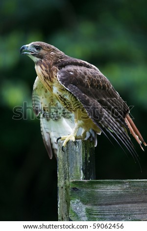 Vertical photo of red-tailed hawk on fence post ready to fly