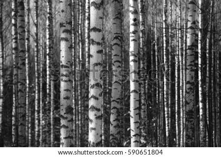 birch trunks fill the space frame, black and white photo