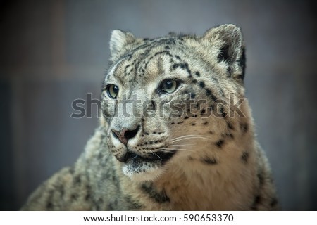 Snow leopard portrait black & white