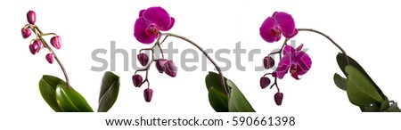 Three blooming purple Phalaenopsis orchid with buds, different stages of dissolution. Panoramic image, horizontal picture