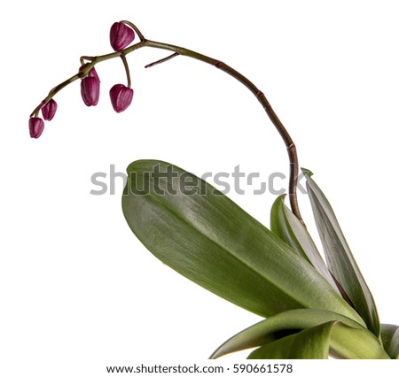 Blooming purple Phalaenopsis orchid with buds isolated on white background