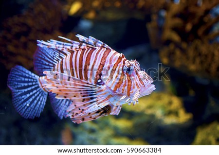 Colorful lionfish in aquarium