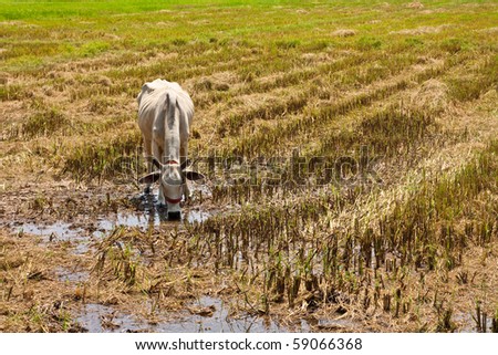 Image of Water Drinking Cow