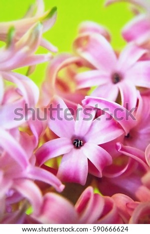 Beautiful pink flower in inflorescence Hyacinthus from garden.