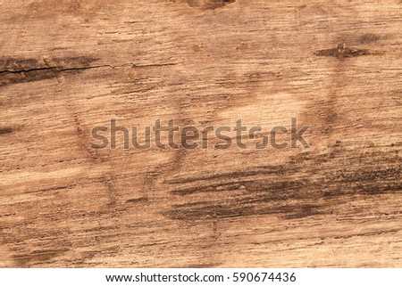 tree bark texture close up , old wood