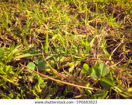 Close up image of green grass for texture and background. Top side macro view