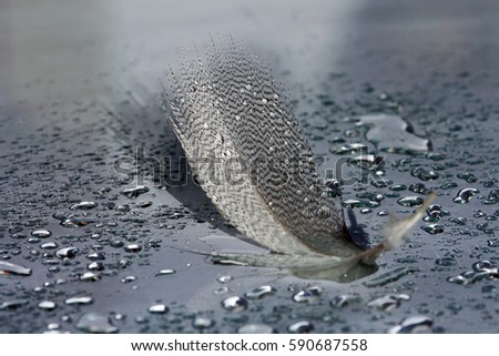 A bird feather with water drops