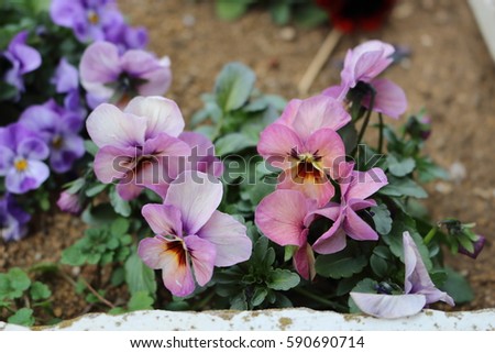 Pansy of various colors