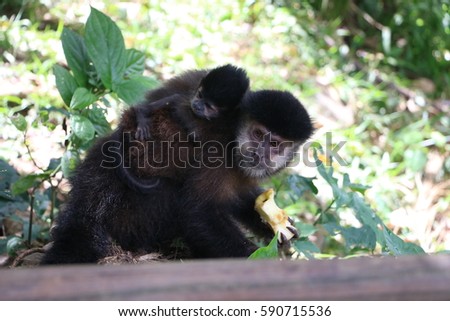 Monkey in the Iguazu falls park, in the Jungle eating something, in the Argentinian Side, during the day Royalty-Free Stock Photo #590715536