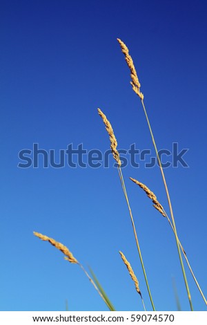 field herb on celestial background