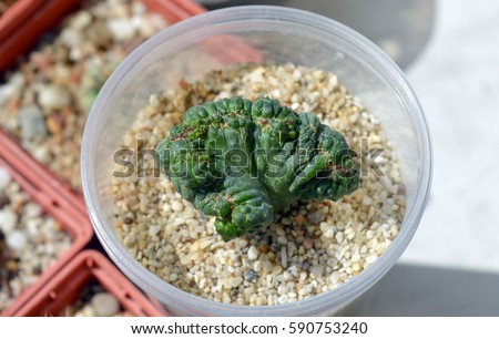 Euphorbia obesa cristata potted in plastic container on window sill, exotic succulent plant from Southern Africa, fasciated baseball plant