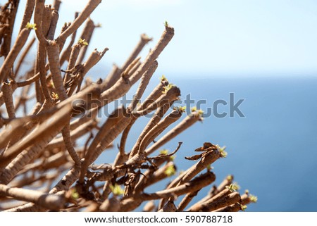 dry wild plant close up. sea background