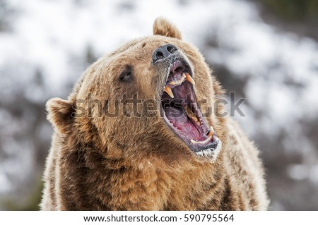 Grizzly Roaring a Warning Royalty-Free Stock Photo #590795564