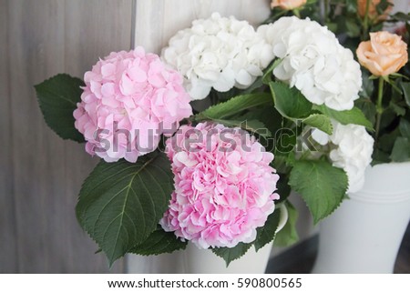 Closeup of white hortensia flowers over green leaves background in the vase of street shop. English garden